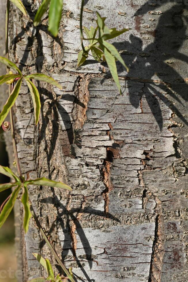 a close up of a tree with leaves growing on it photo