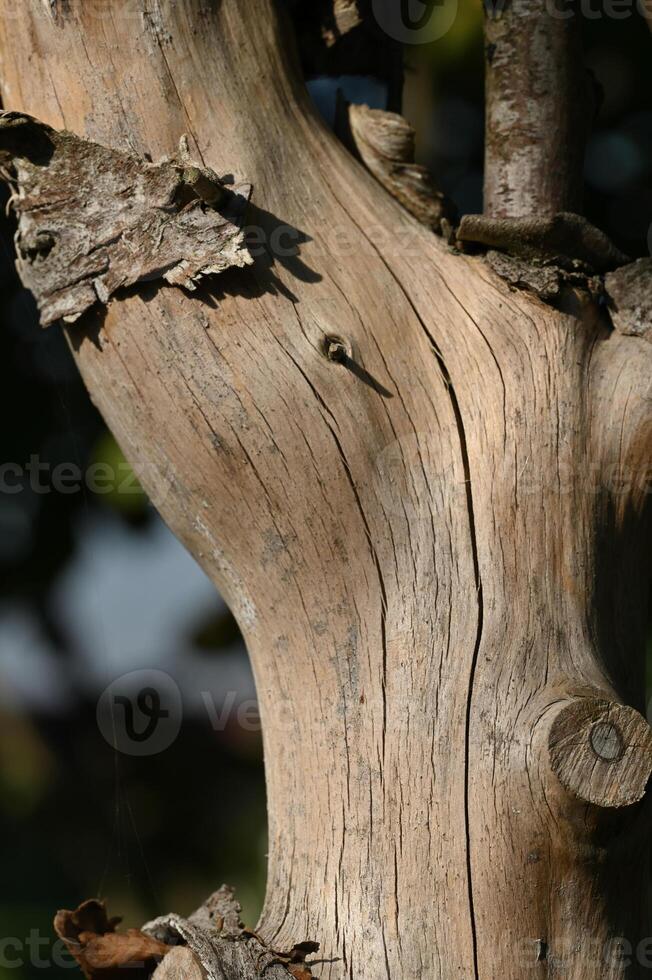 a close up of a tree trunk with a bird on it photo
