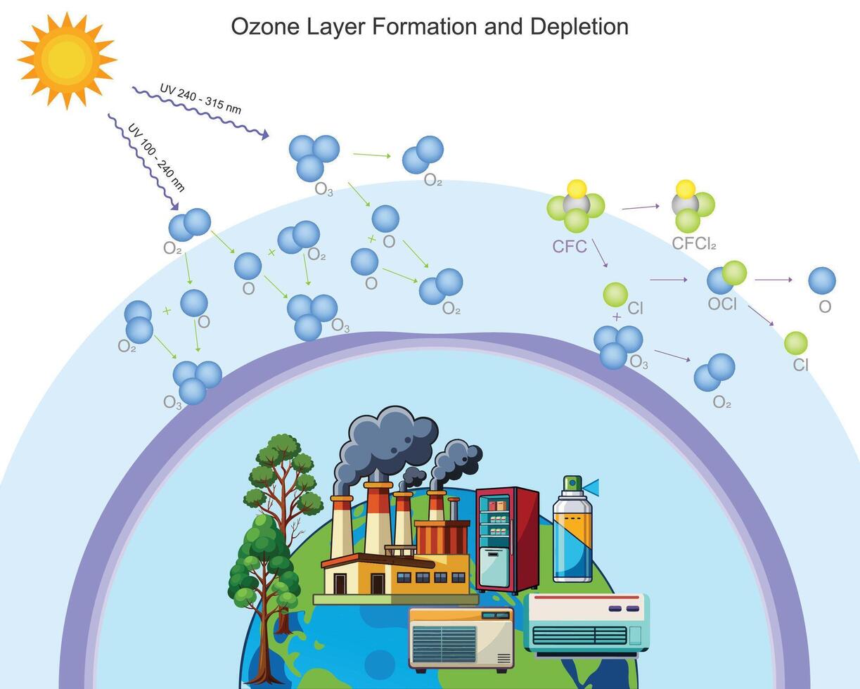 Ozone forms from UV splitting oxygen, but pollutants like CFCs deplete and weaken the ozone layer vector