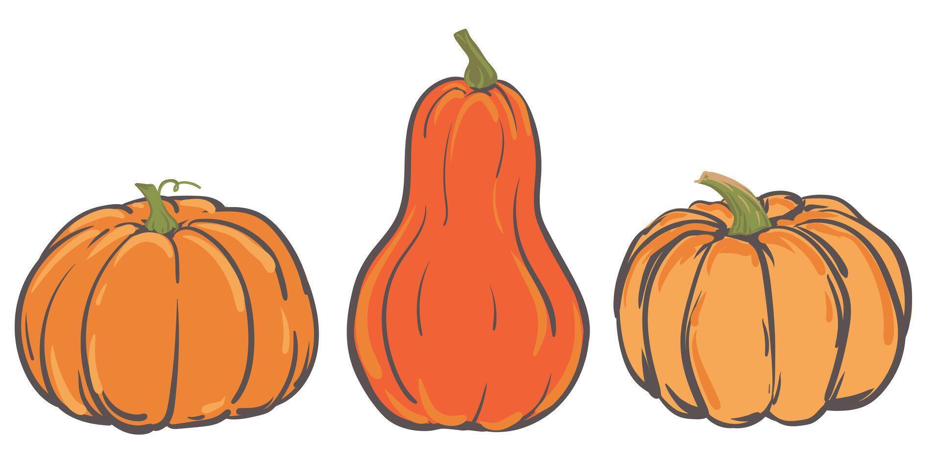 Set of simple autumn pumpkins. Three hand drawn pumpkins in warm natural colors isolated on white. Illustration for Halloween, Thanksgiving design elements. Flat style. vector
