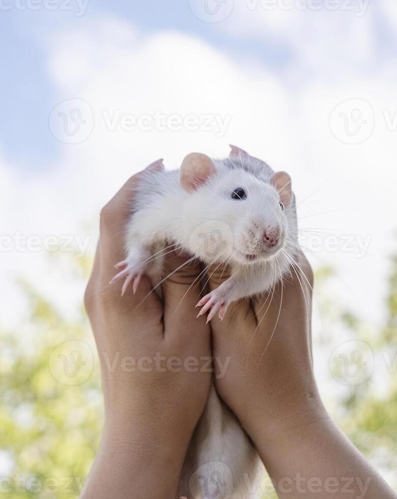 Young woman with a pet rat on sky background photo