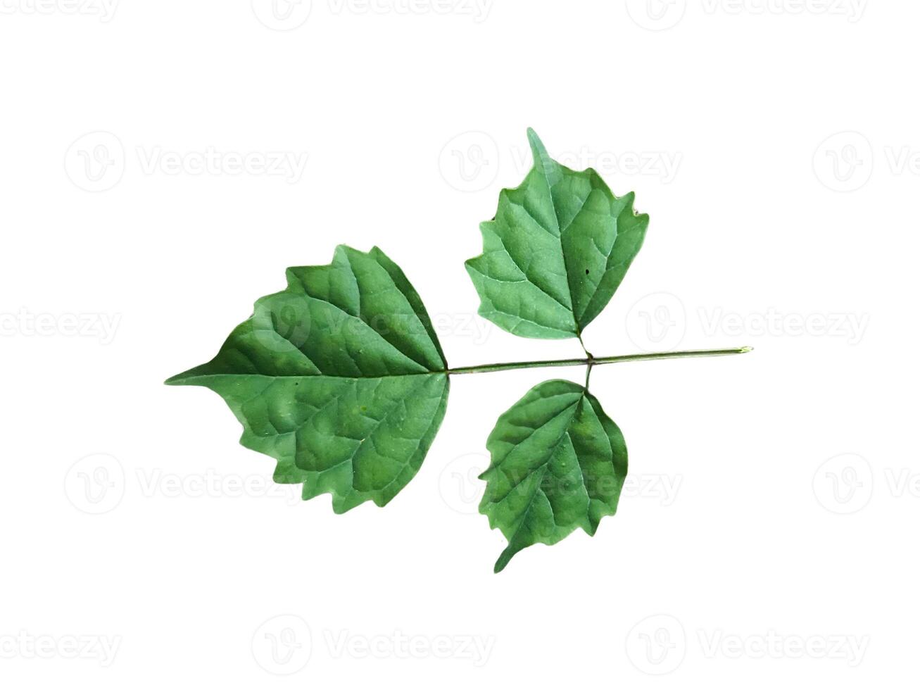 Green leaves isolated on white background. Clipping path included for easy editing. photo