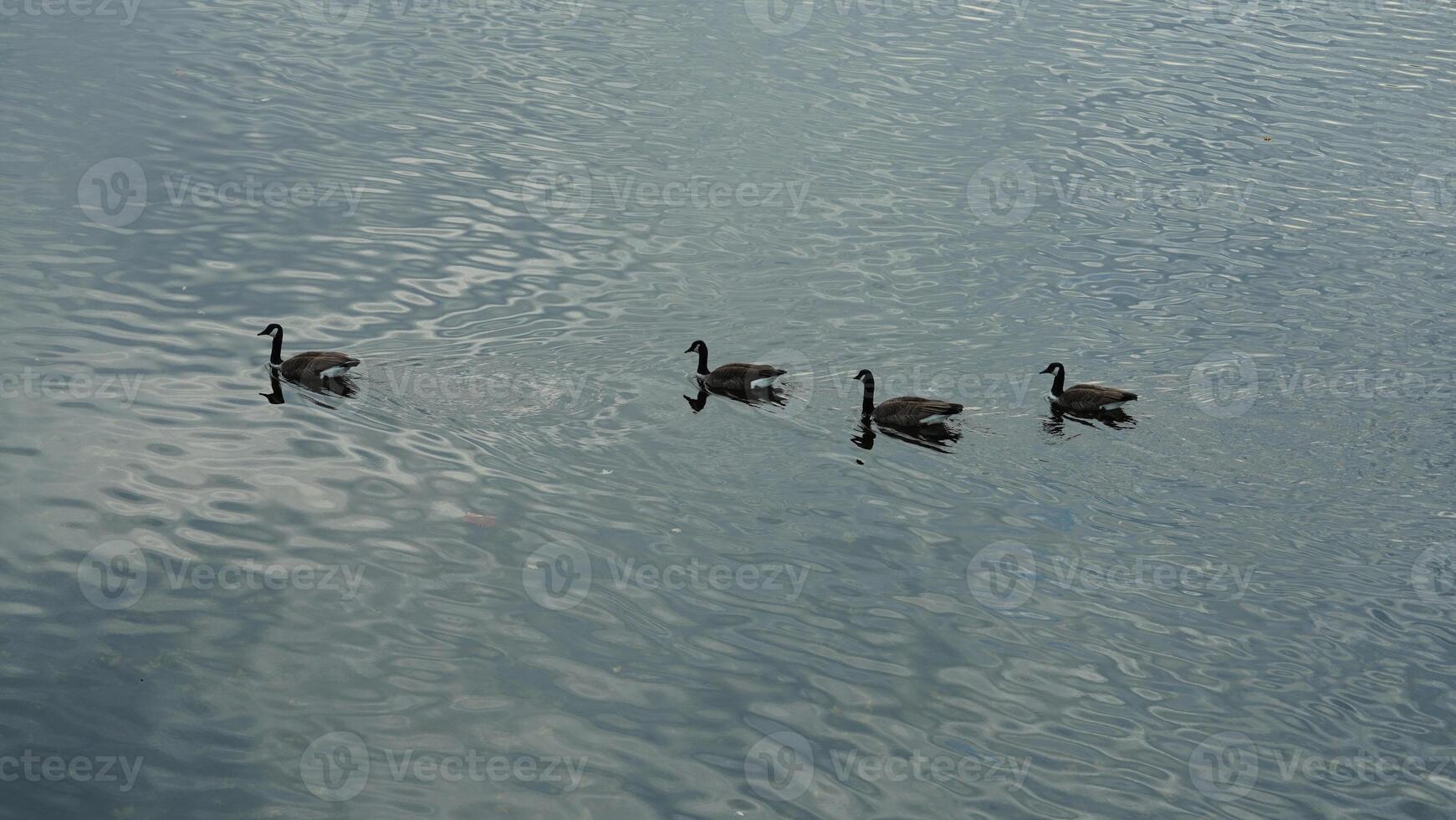 The wild ducks swimming in the river with the sunset reflection on the water surface photo