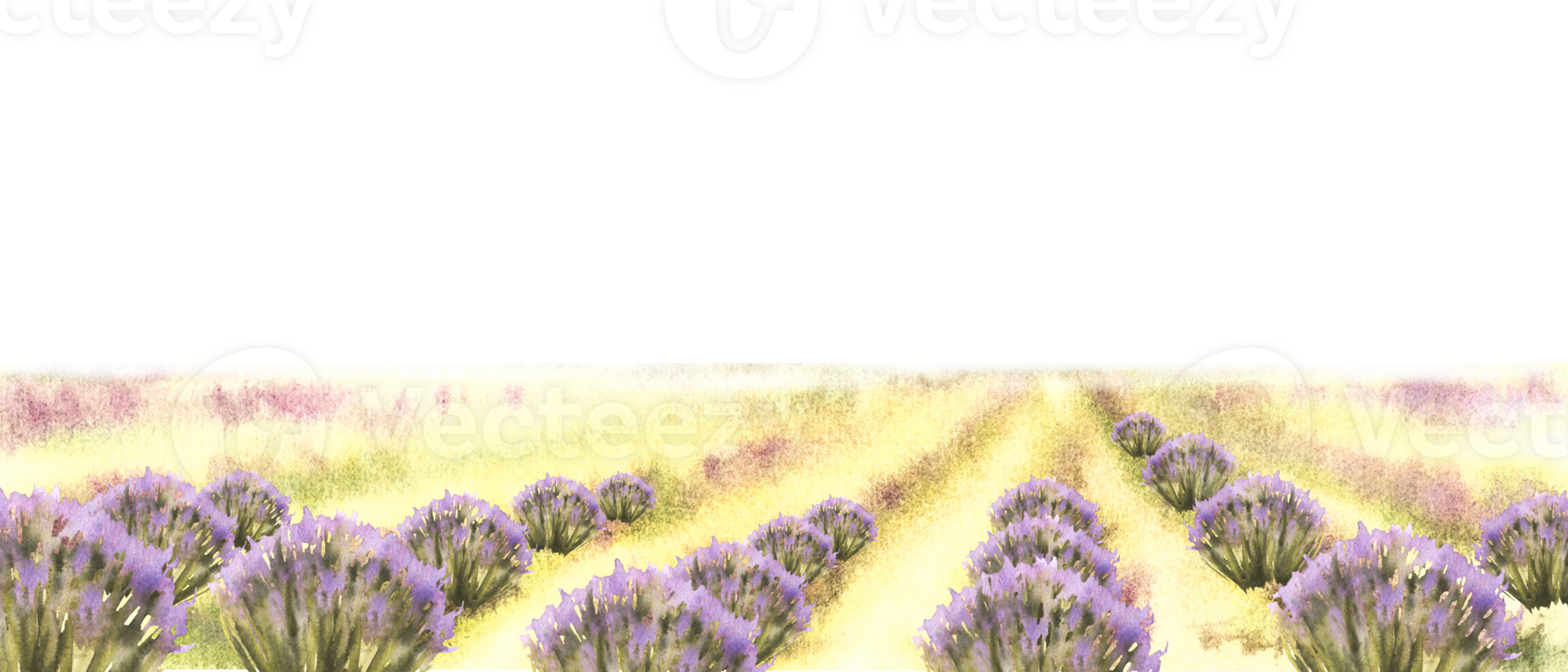 Landscape. Lavender fields of Provence in bloom. Blooming lilac lavender bushes. Watercolor Italy, France summer. Rustic scene for Poster, label, card print. Hand draw illustration. Isolated png