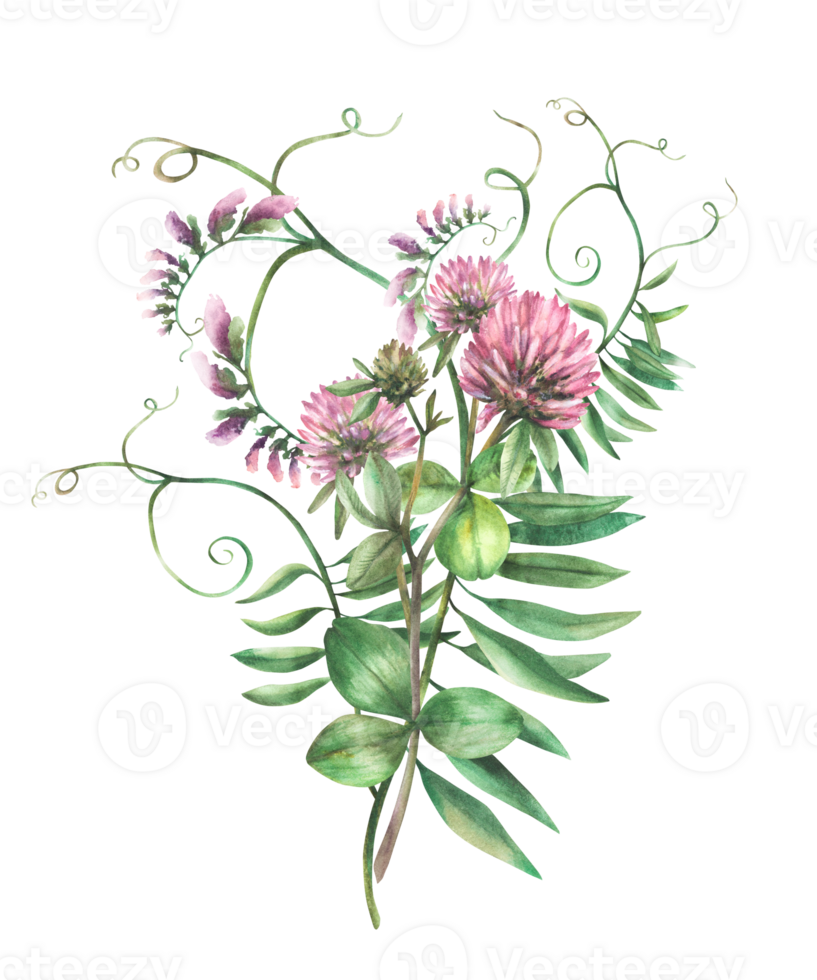 Watercolor Clover pink flower twig with Mouse pea climbing plant Wildflowers Hand drawn illustration. Meadow wild herbs bunch. Field blooming clipart for card, label, sticker isolated from background png