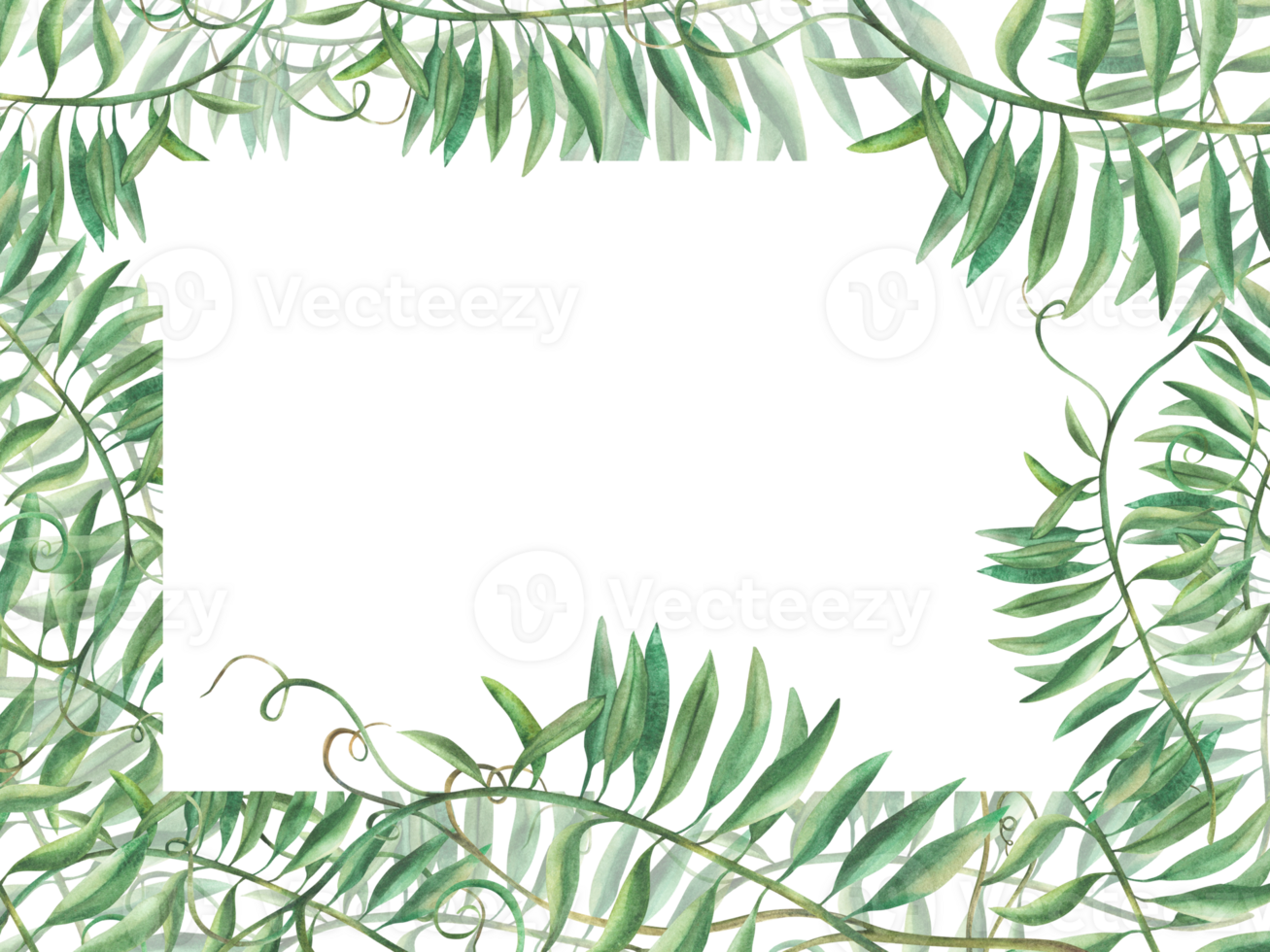 Mouse pea flowerless banner. Wildflower climbing plan green twig frame. Watercolour illustration. Meadow herbs, grass Realistic hand drawn template for greeting card, label isolated from background png