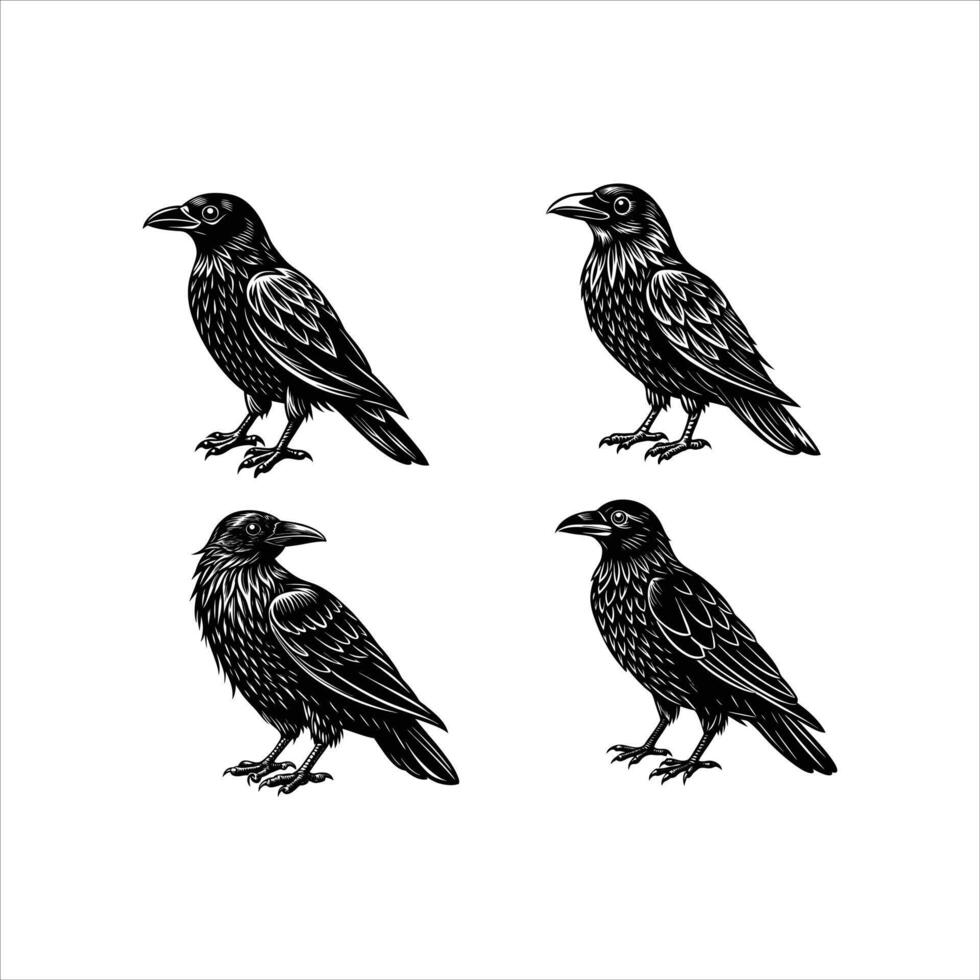 four black and white ravens sitting on a white background vector