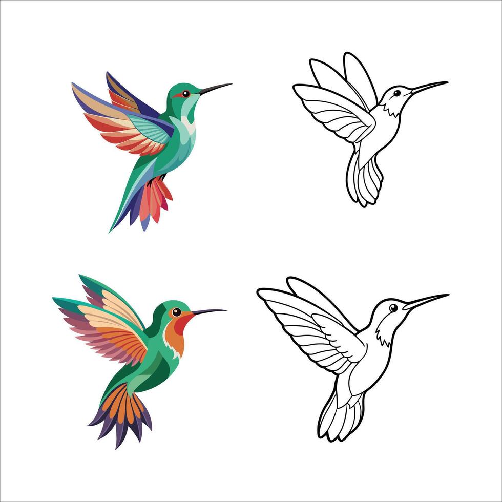 hummingbird illustration style vector