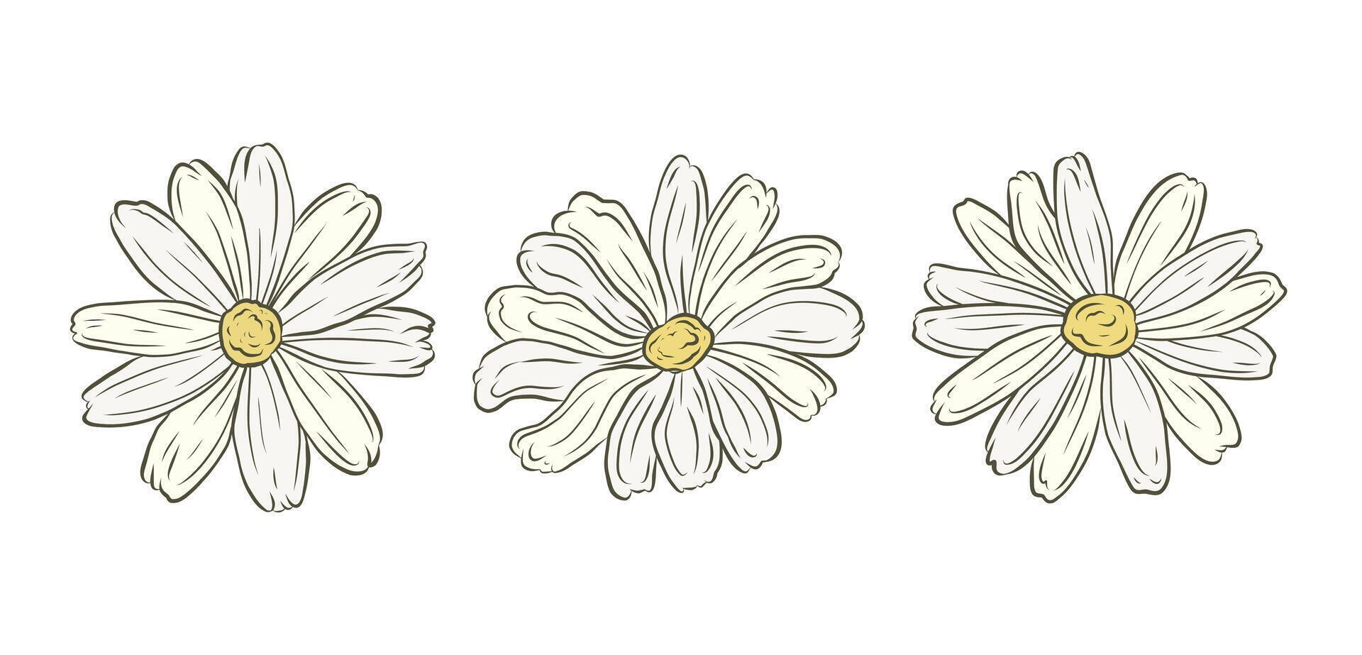 set of chamomile flowers. Colored doodle illustration for design and decoration. Spring theme, wild flowers. Packaging, herbal tea, cute chamomile flower. vector