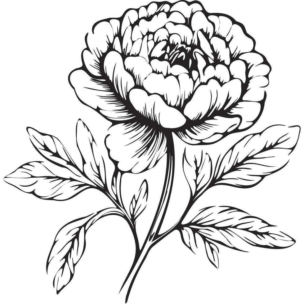 Black Minimalist Monoline Peony vector