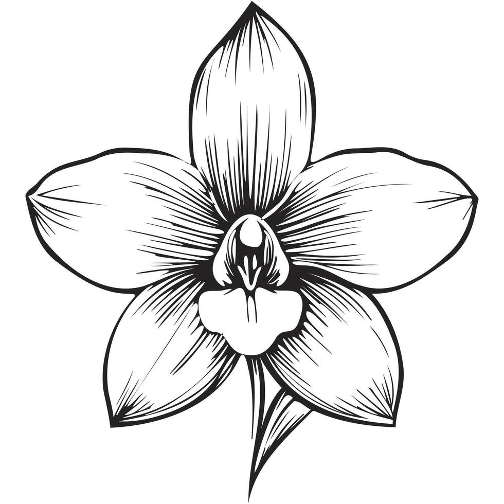 Black Minimalist Monoline Orchid vector