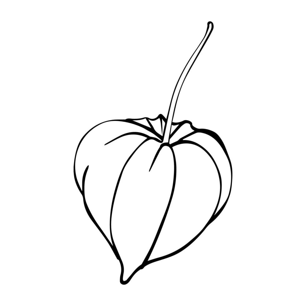 Physalis Graphic illustration. Autumn berries drawing in line art style. Botanical sketch Winter cherry painted by black inks. Chinese Lantern plant on white background EPS Illustration vector