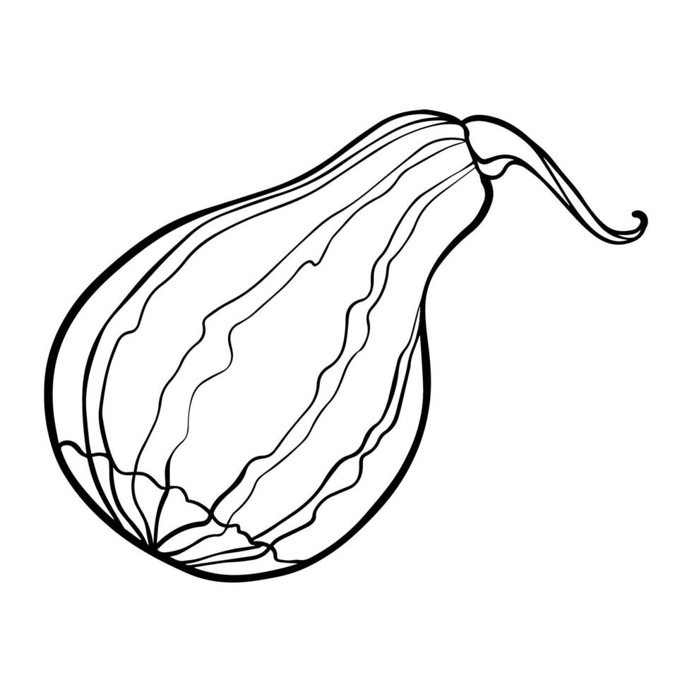 Pumpkin Sketch. Graphics illustration zucchini painted by black inks. Linear drawing vegetable marrow on isolated. Engraving for designs fall harvest and Thanksgiving day. in line art style vector
