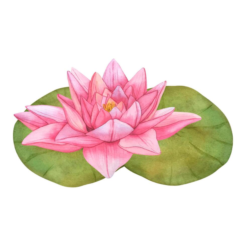 Buds Pink Lotus and green leaves. Watercolor botanical Illustration tropical Water Lily and green Leaves on isolated background. Hand Drawn Flowers for invitations, print and design vector