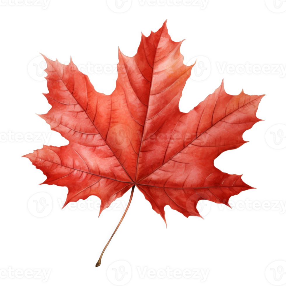 A Single Red Maple Leaf with Detailed Veins png