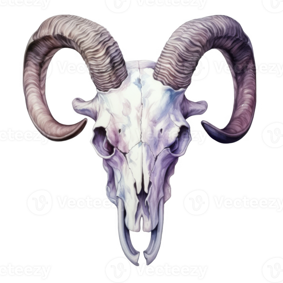 A Detailed Watercolor Illustration of a Ram Skull with Curved Horns png