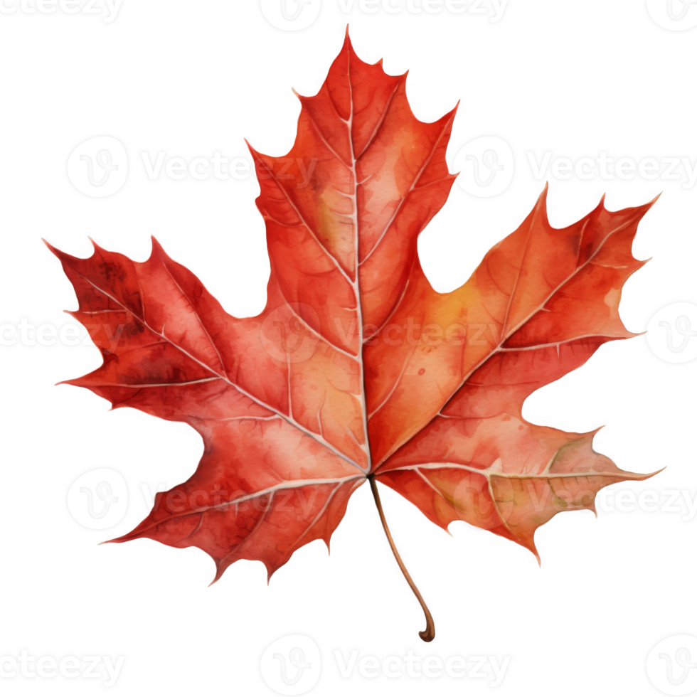 Watercolor Painting of a Single Red Maple Leaf png