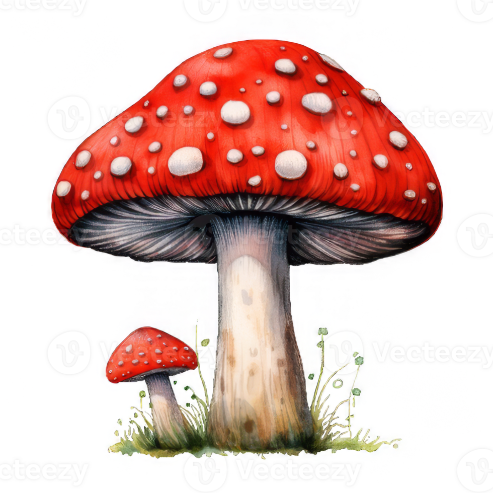 Watercolor Illustration of a Large Red-and-White Spotted Mushroom with a Smaller Mushroom Beside It png