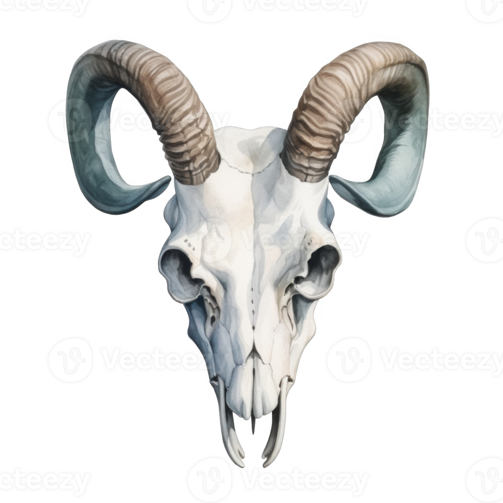 Watercolor Painting of a Ram Skull with Large Horns png