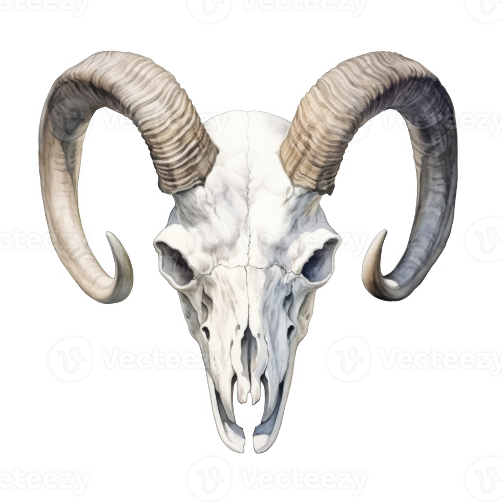 Watercolor Illustration of a Ram Skull with Curved Horns png