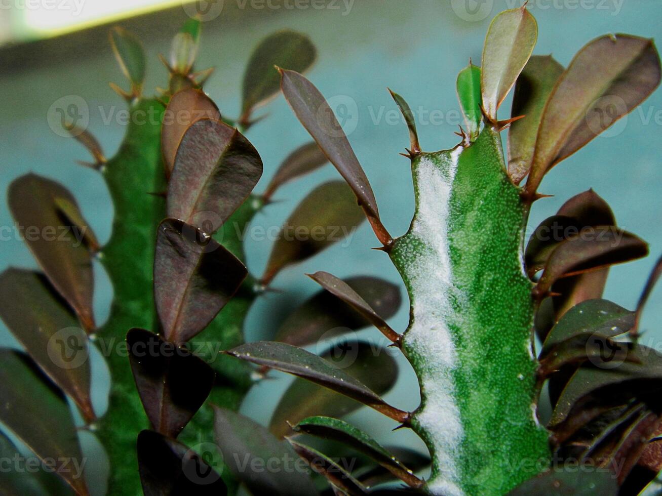 Close up photo of a small cactus in a pot in a tropical area