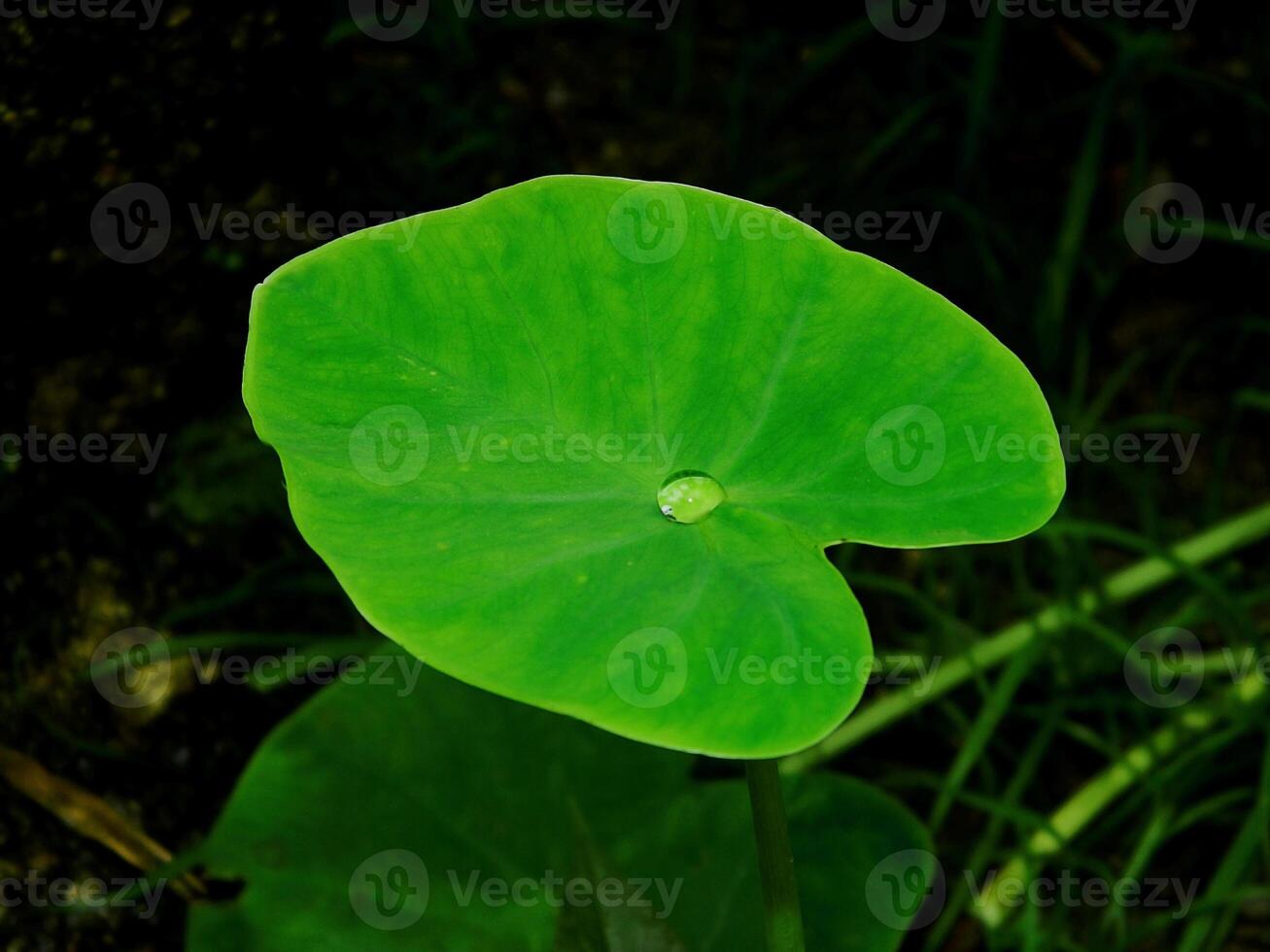 closeup photo of green taro leaves colocasia esculenta which can be used as a background