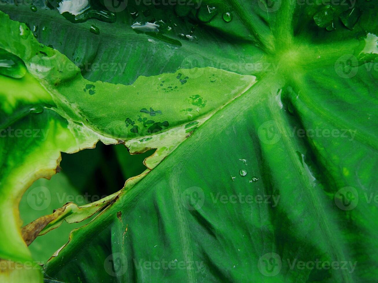 closeup photo of green taro leaves colocasia esculenta which can be used as a background
