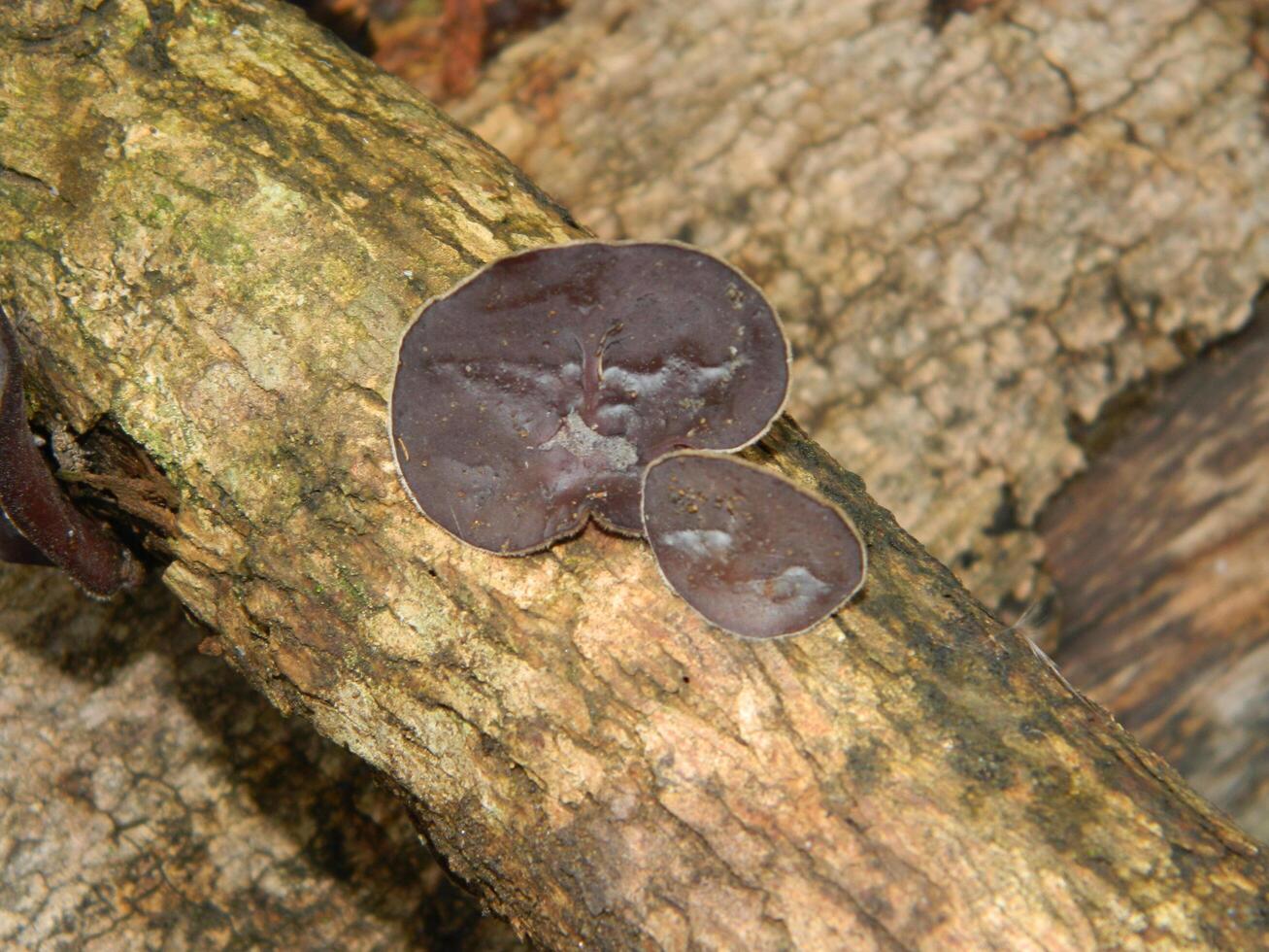 Close up photo of fungus attached to fallen wood.