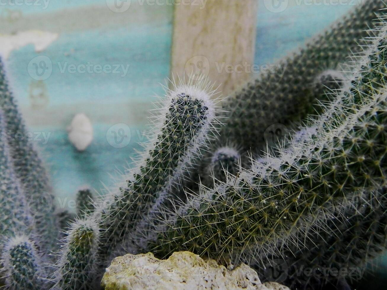 Close up photo of a small cactus in a pot in a tropical area