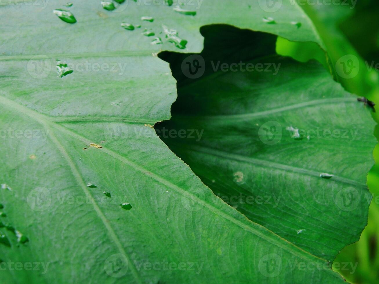 closeup photo of green taro leaves colocasia esculenta which can be used as a background