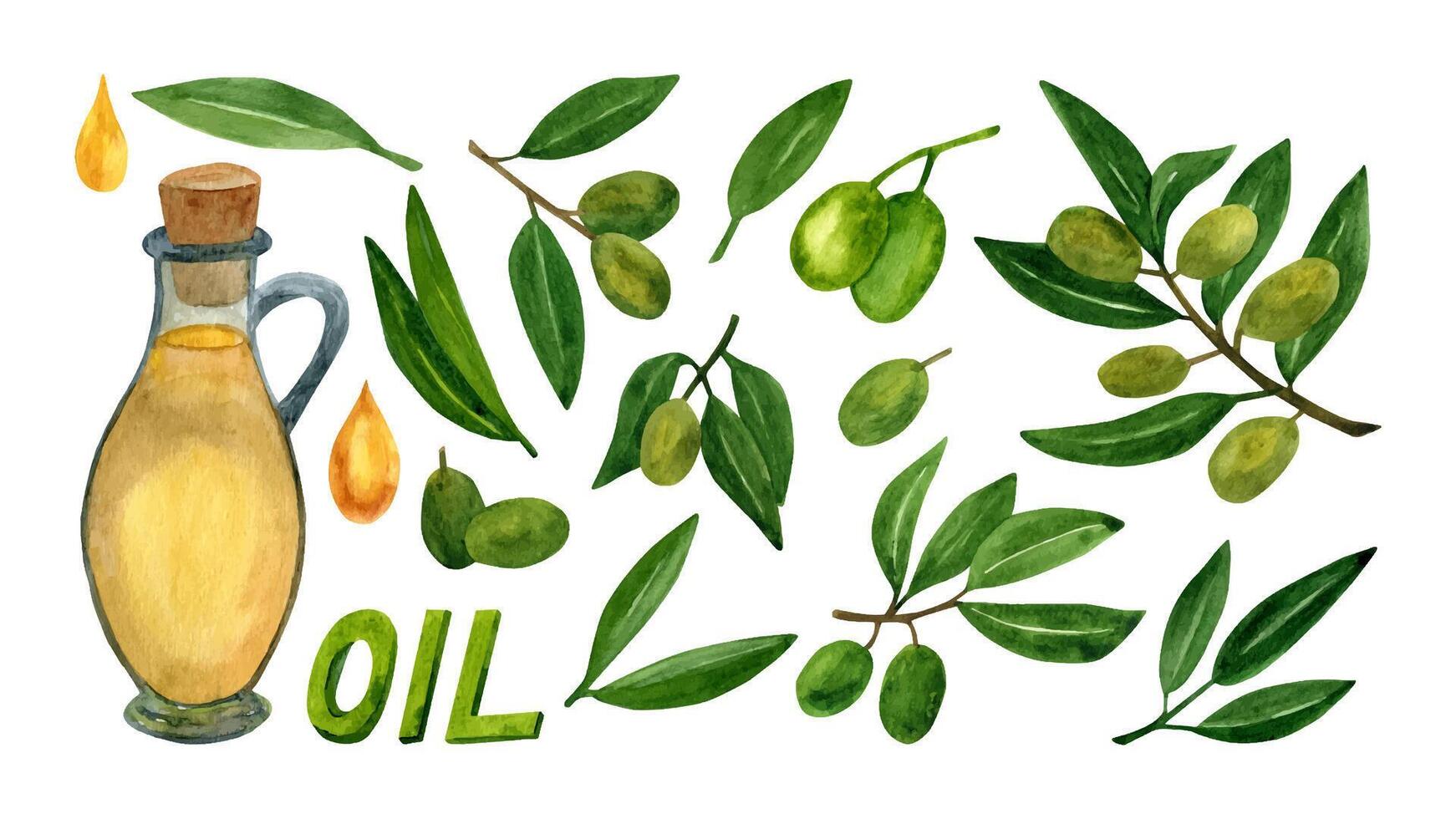 Watercolor olive fruit with green leaves illustrations. vector