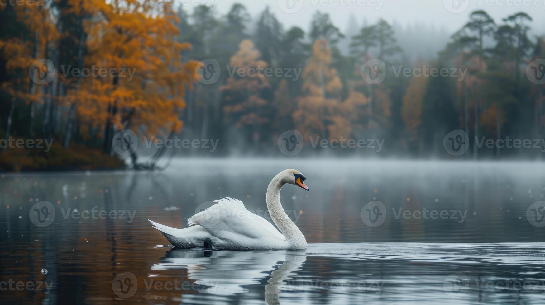 Swan floating on the surface of the forest and itself on the water photo