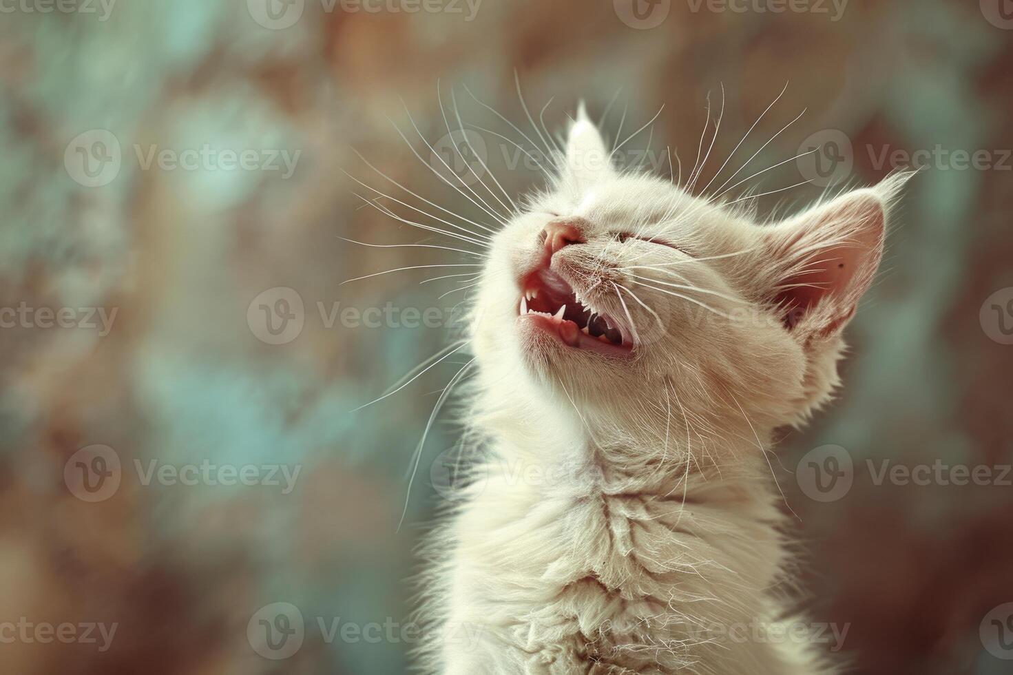 A white kitten with its mouth open as if meowing photo