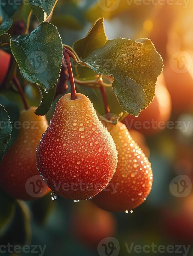 Ripe red pears covered with raindrops hanging from tree branch in orchard photo