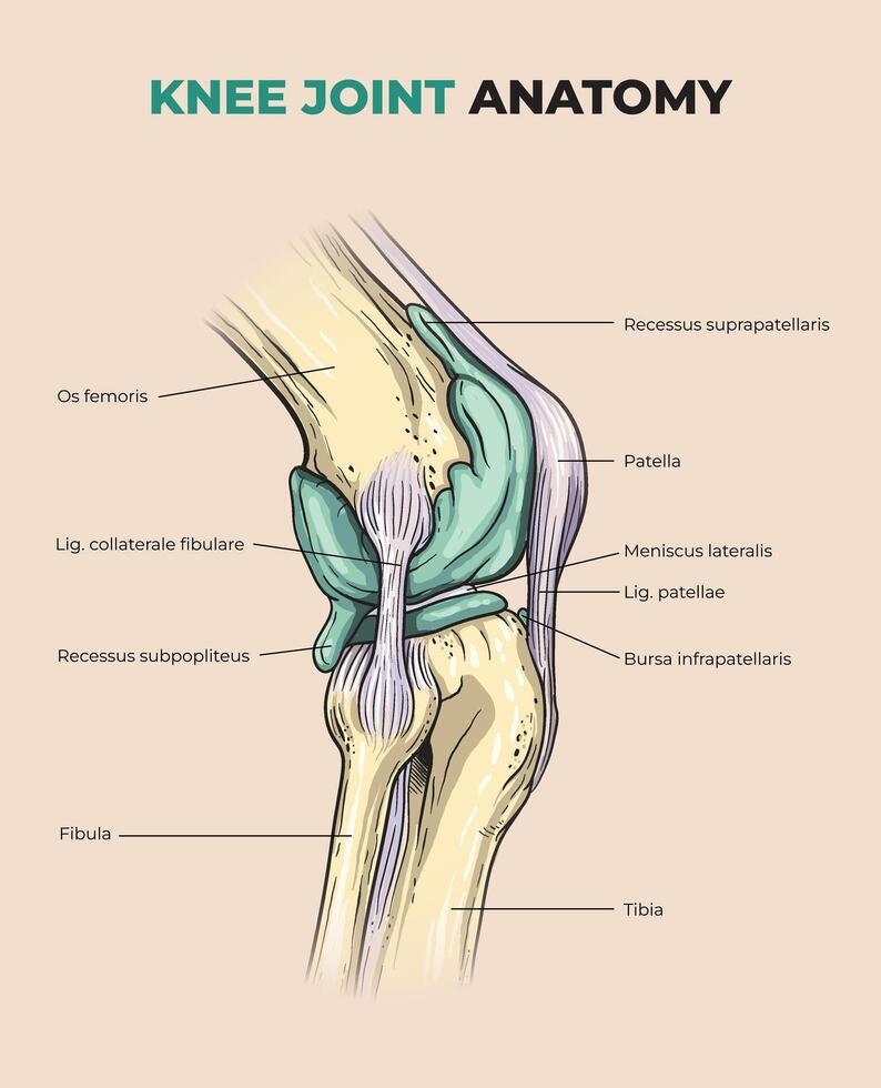 Illustration of knee joint anatomy diagram vector