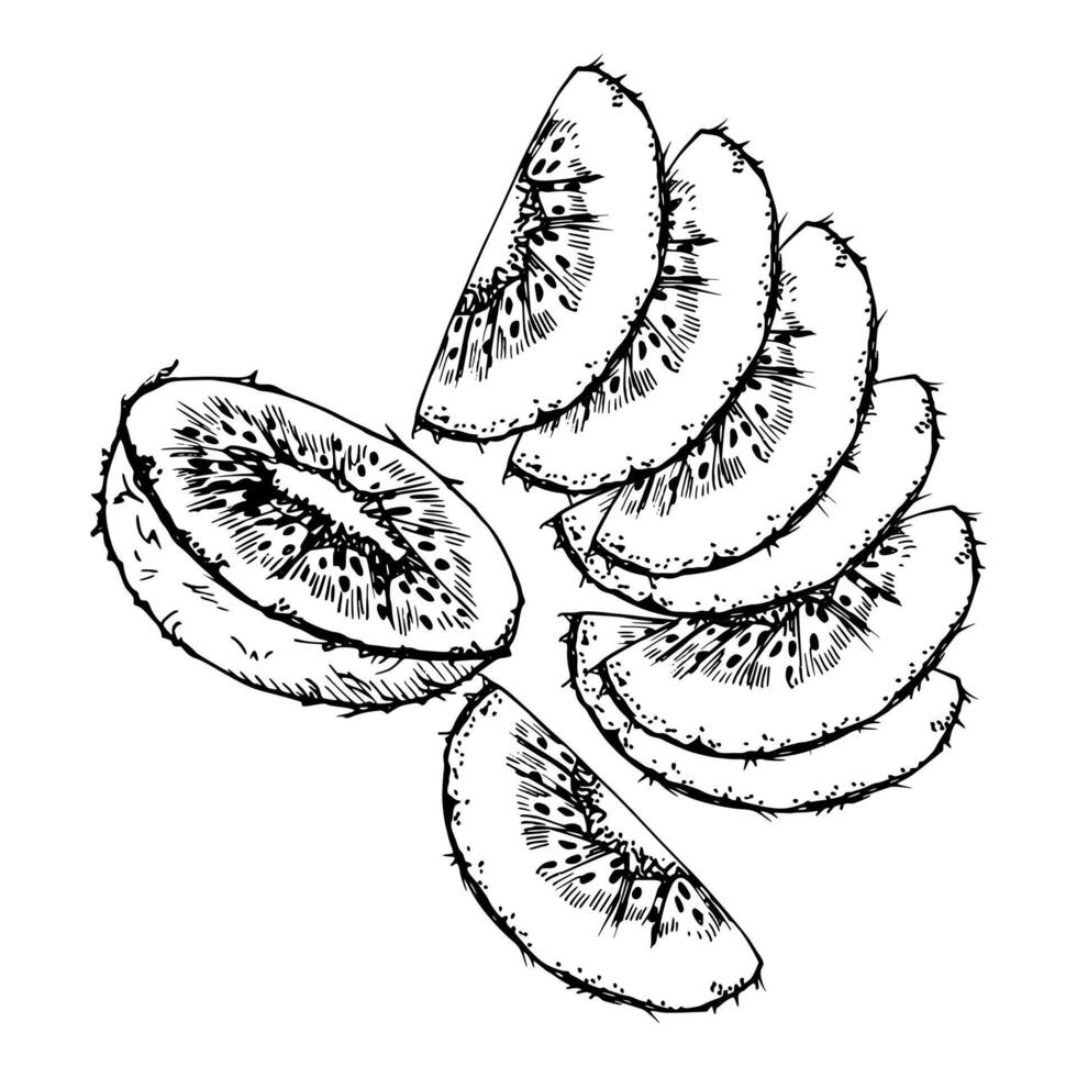 Kiwi exotic fruit for diet and healthy lifestyle, salad vegan raw cooking. Hand drawn ink. Illustration composition isolated on white background. Design for recipe book, website, card, menu vector
