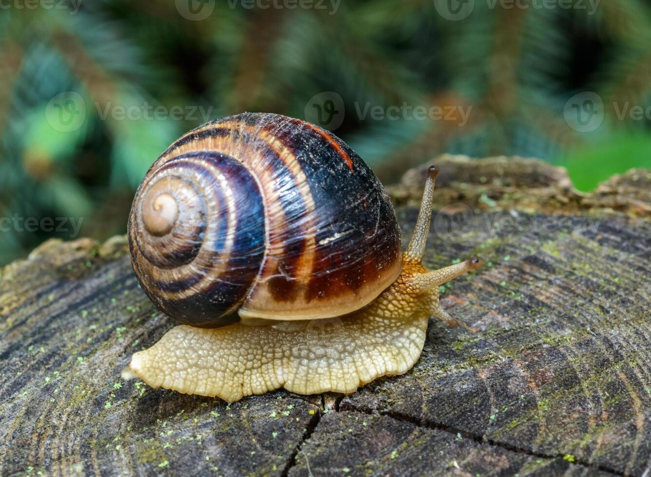 Helix albescens - Snail crawling in search of food in the garden photo