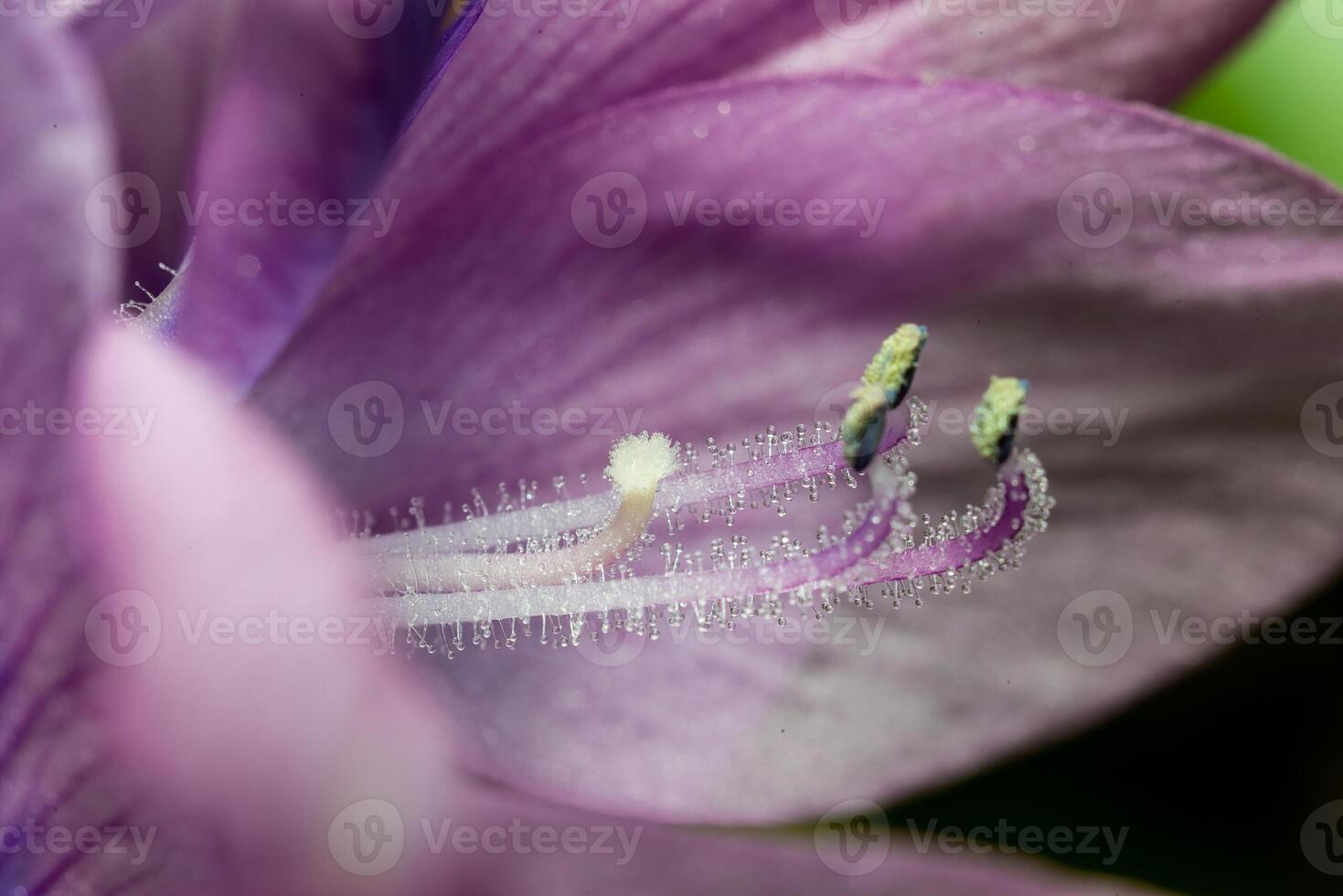 Water hyacinths Eichhornia azurea, stamens and pistil of a plant pointing upward for insect pollination photo