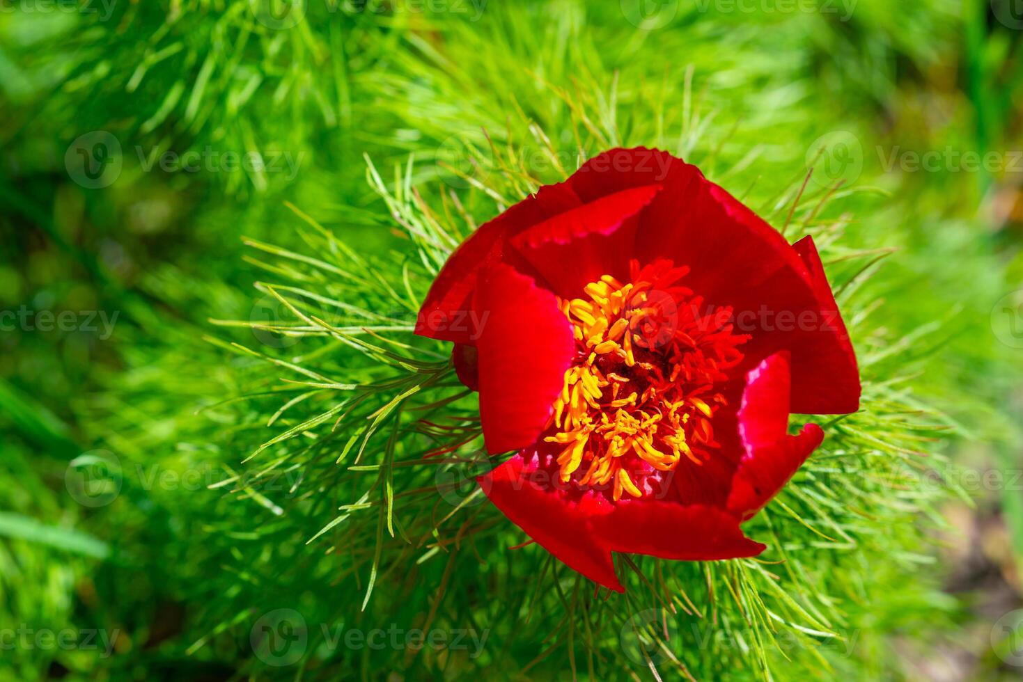 Paeonia tenuifolia, pink flowers of a tree peony collect honey and pollen photo