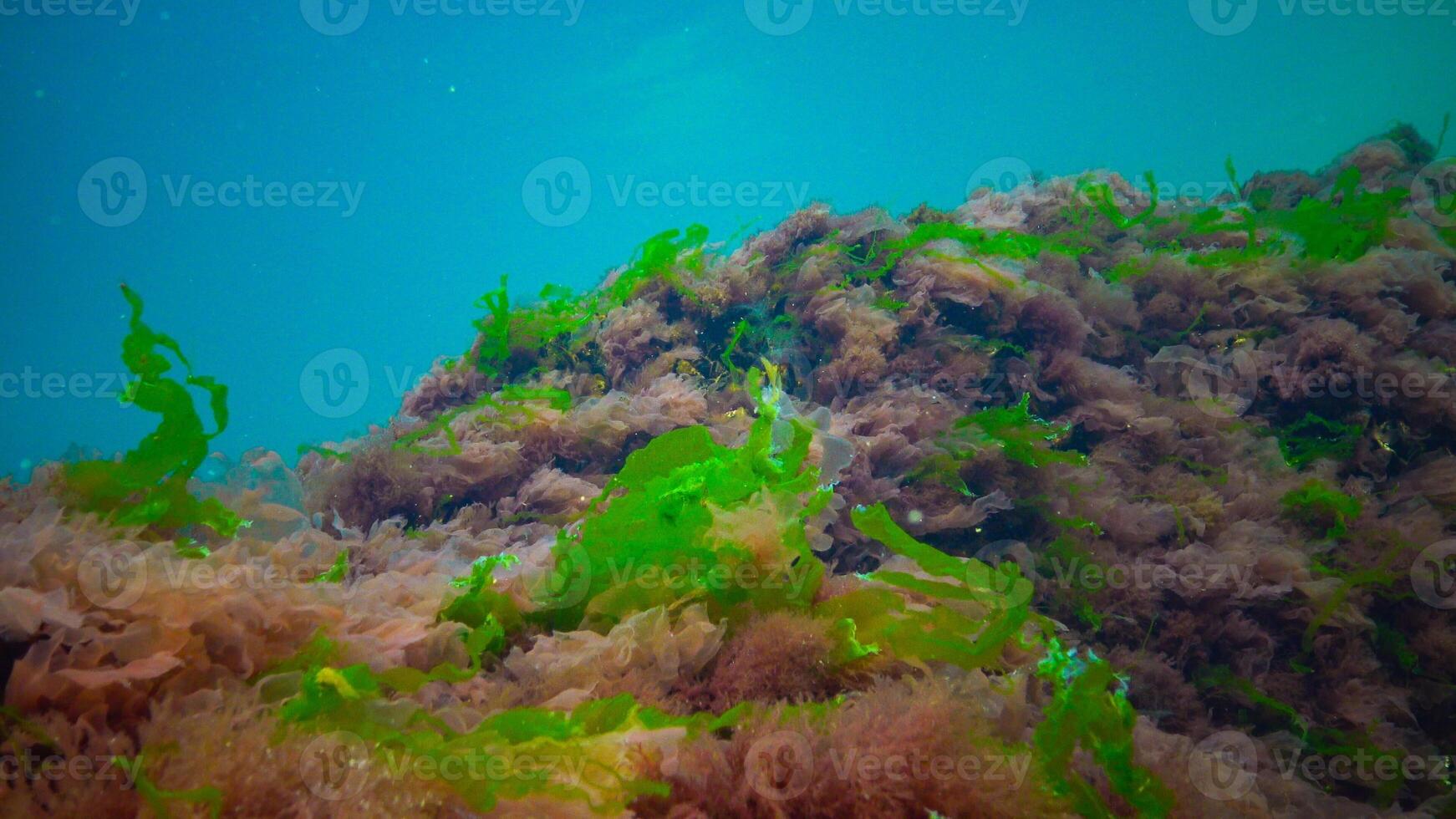 Underwater landscape, Black Sea. Green, red and brown algae on the seabed photo