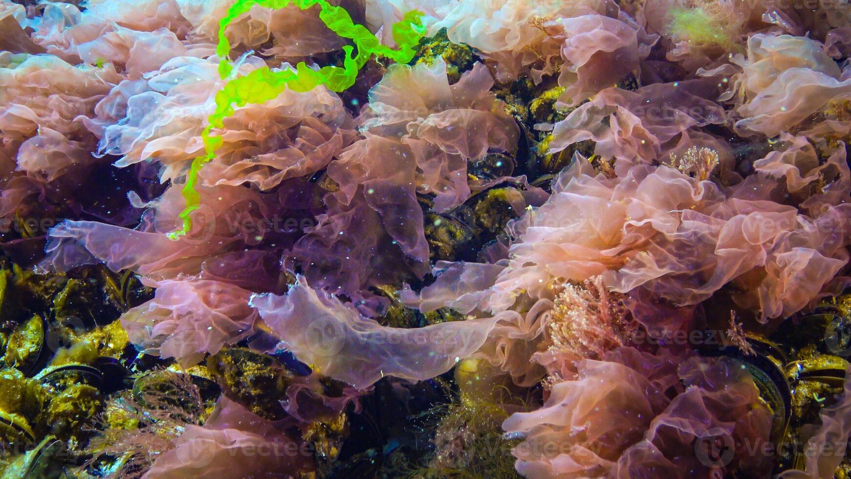 Underwater landscape, Black Sea. Green, red and brown algae on the seabed photo