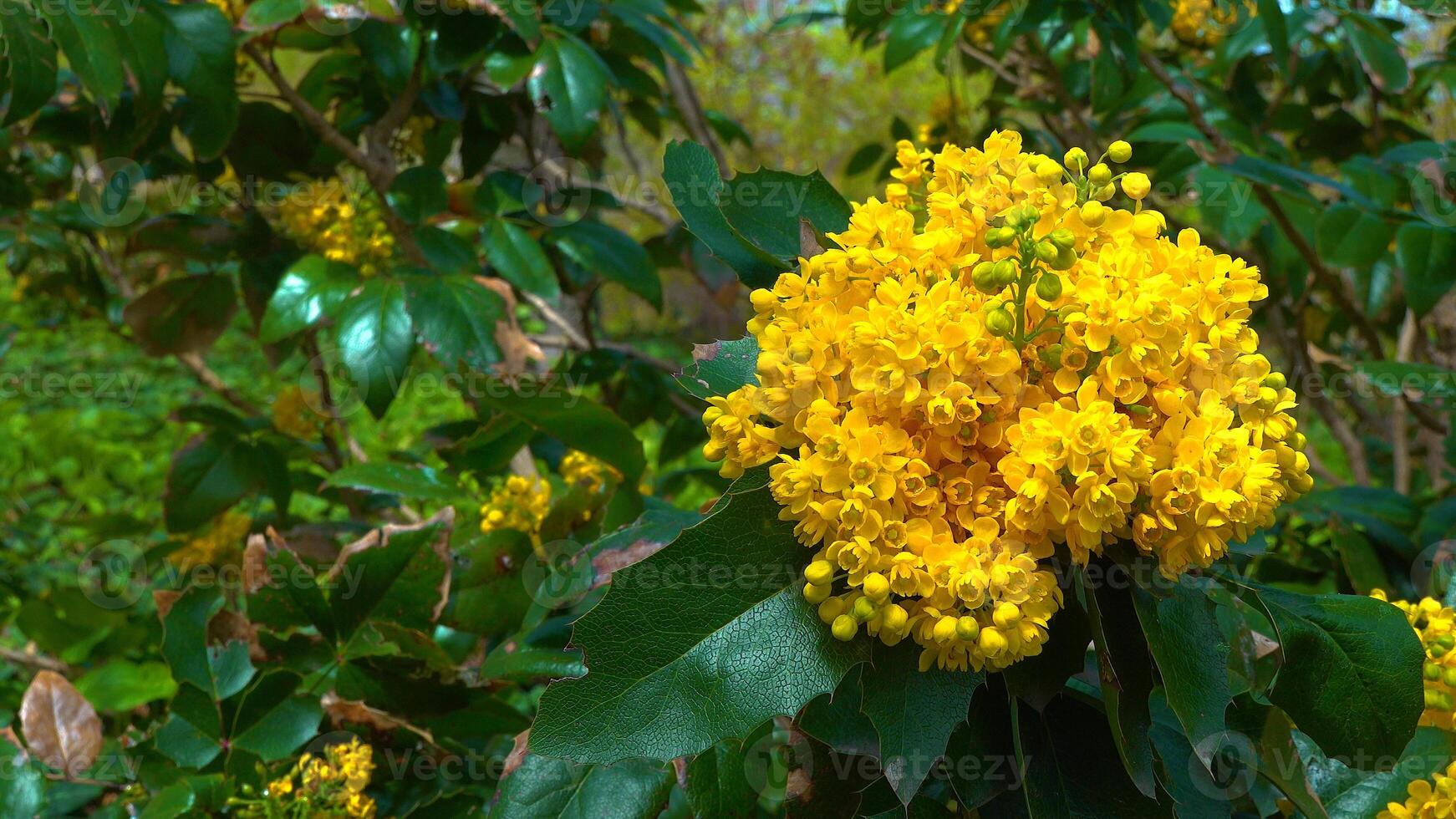 Mahonia aquifolium Oregon-grape or Oregon grape is a species of flowering plant photo