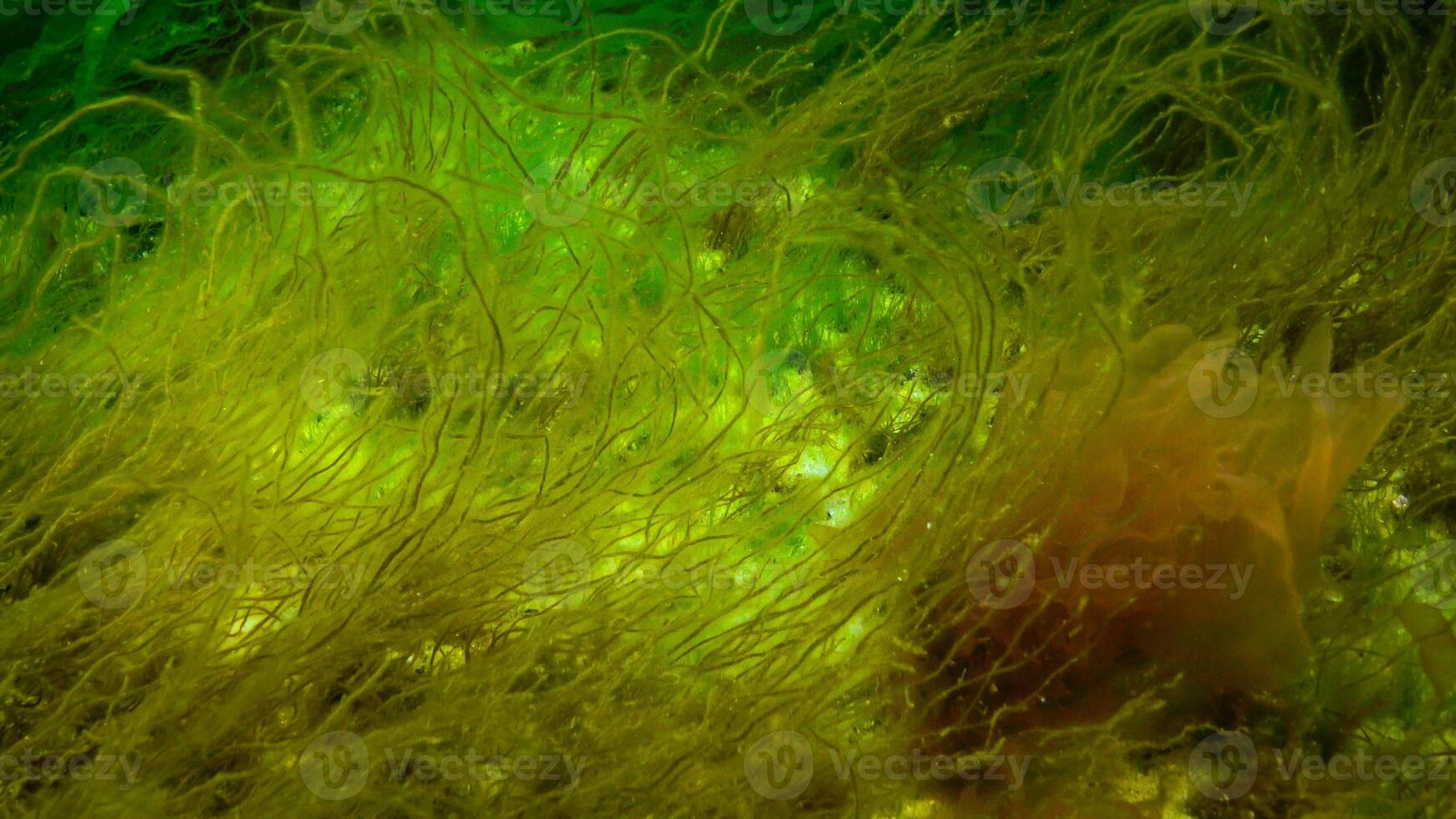 Underwater landscape, Black Sea. Green, red and brown algae on the seabed photo