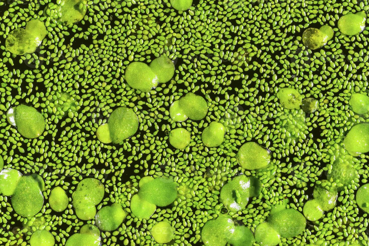 Spotless watermeal, rootless duckweed Wolffia arrhiza and duckweed Lemna turionifera in a stagnant freshwater pond photo