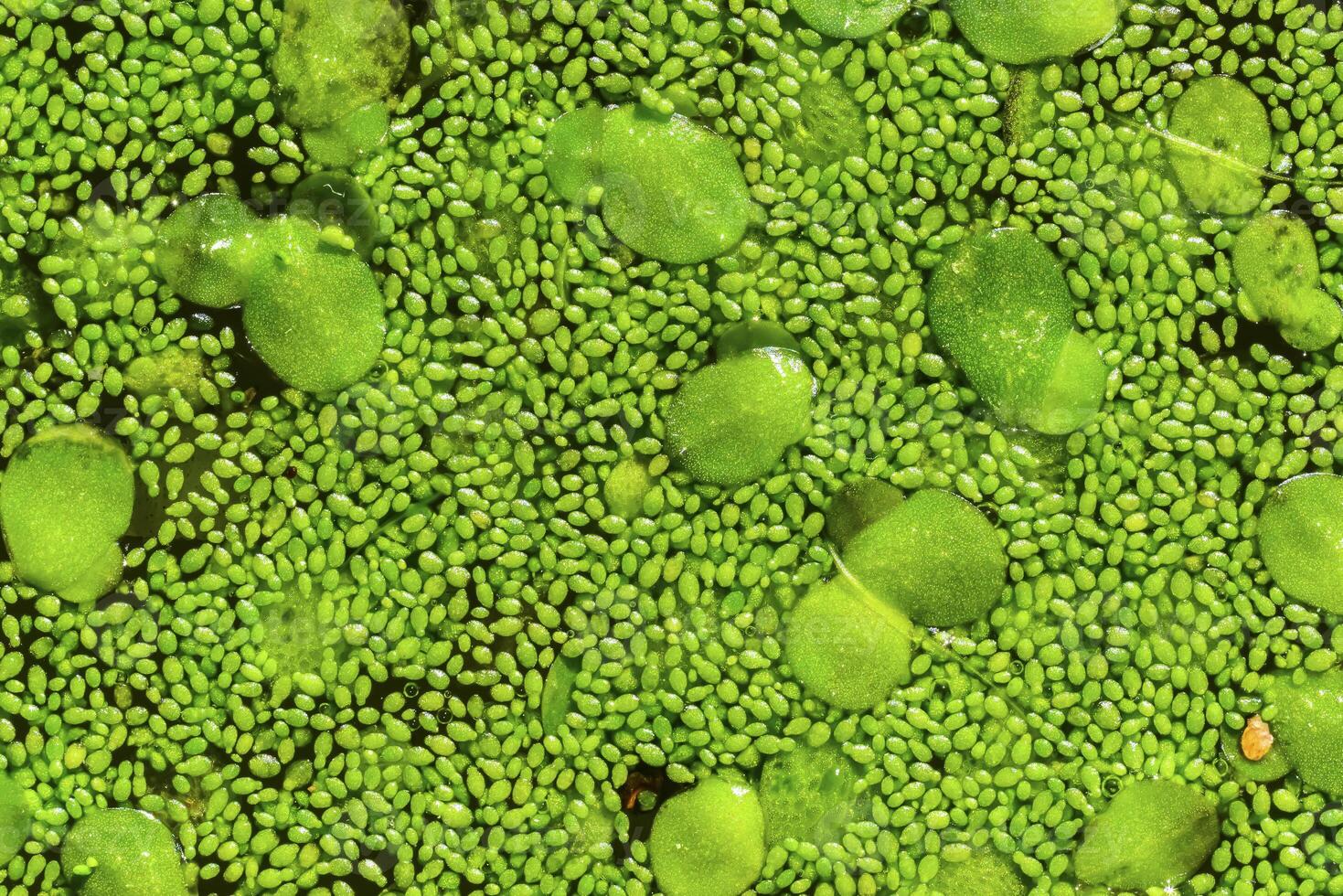 Spotless watermeal, rootless duckweed Wolffia arrhiza and duckweed Lemna turionifera in a stagnant freshwater pond photo