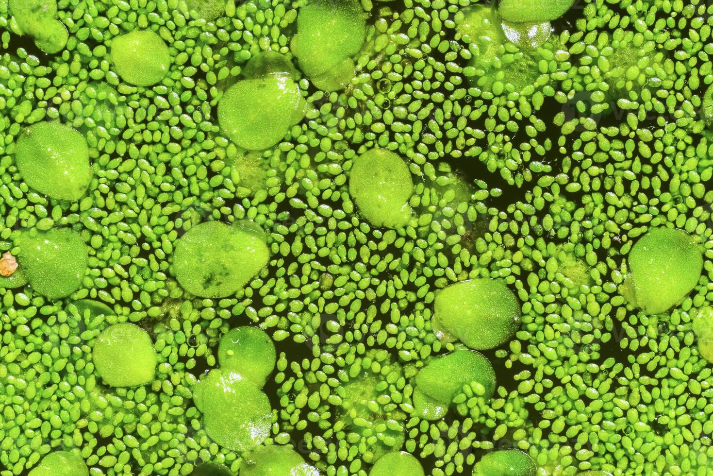 Spotless watermeal, rootless duckweed Wolffia arrhiza and duckweed Lemna turionifera in a stagnant freshwater pond photo