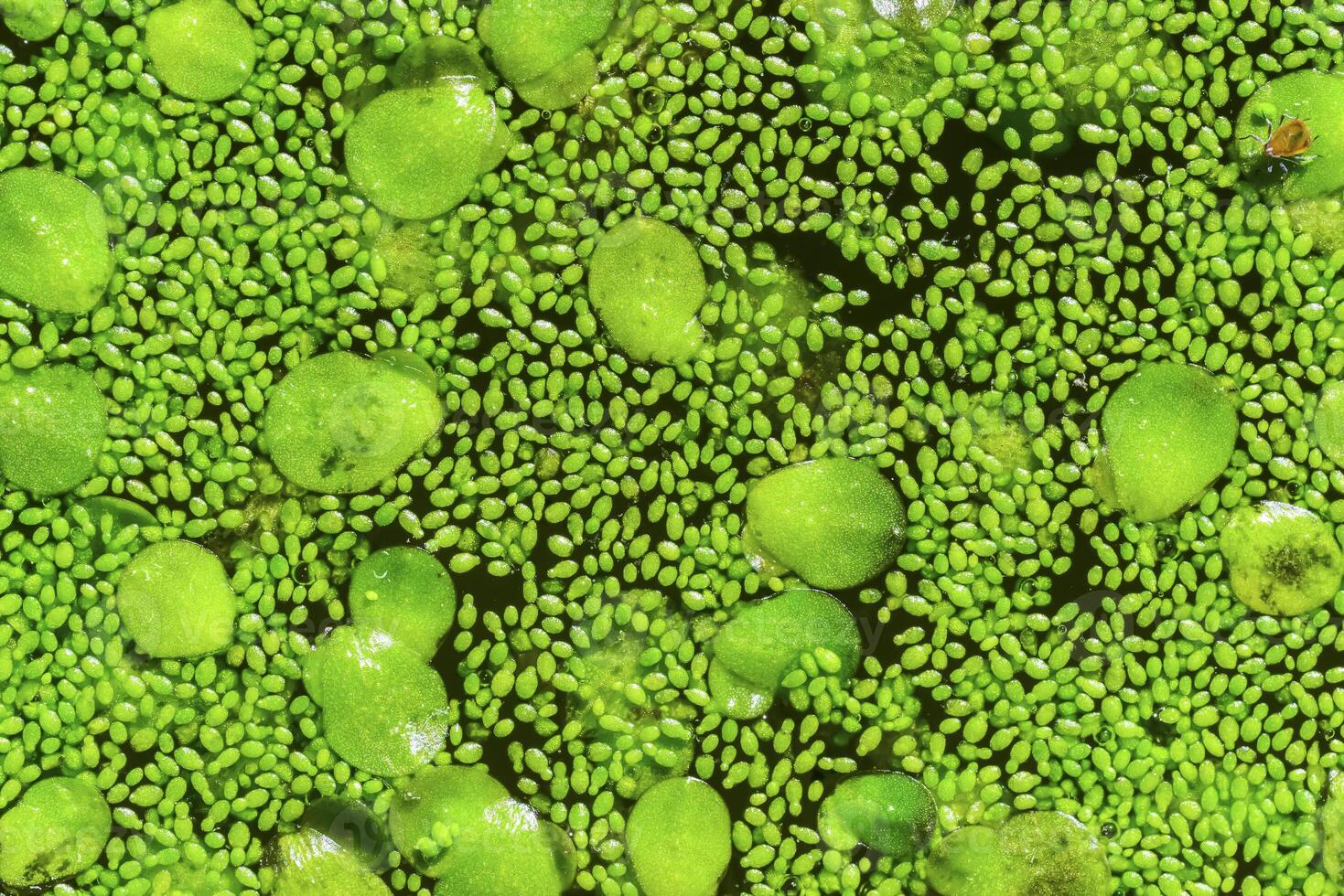 Spotless watermeal, rootless duckweed Wolffia arrhiza and duckweed Lemna turionifera in a stagnant freshwater pond photo