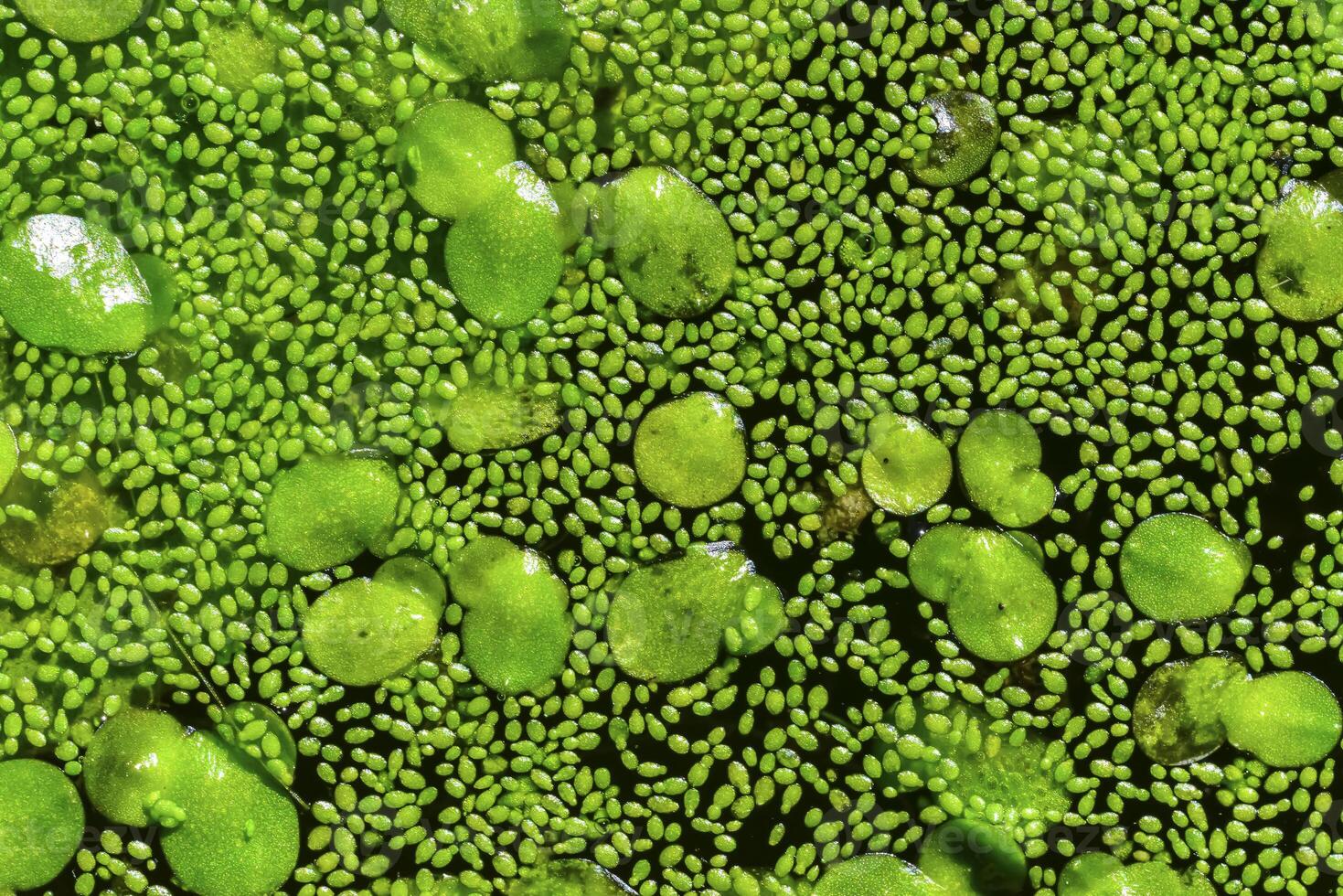 Spotless watermeal, rootless duckweed Wolffia arrhiza and duckweed Lemna turionifera in a stagnant freshwater pond photo