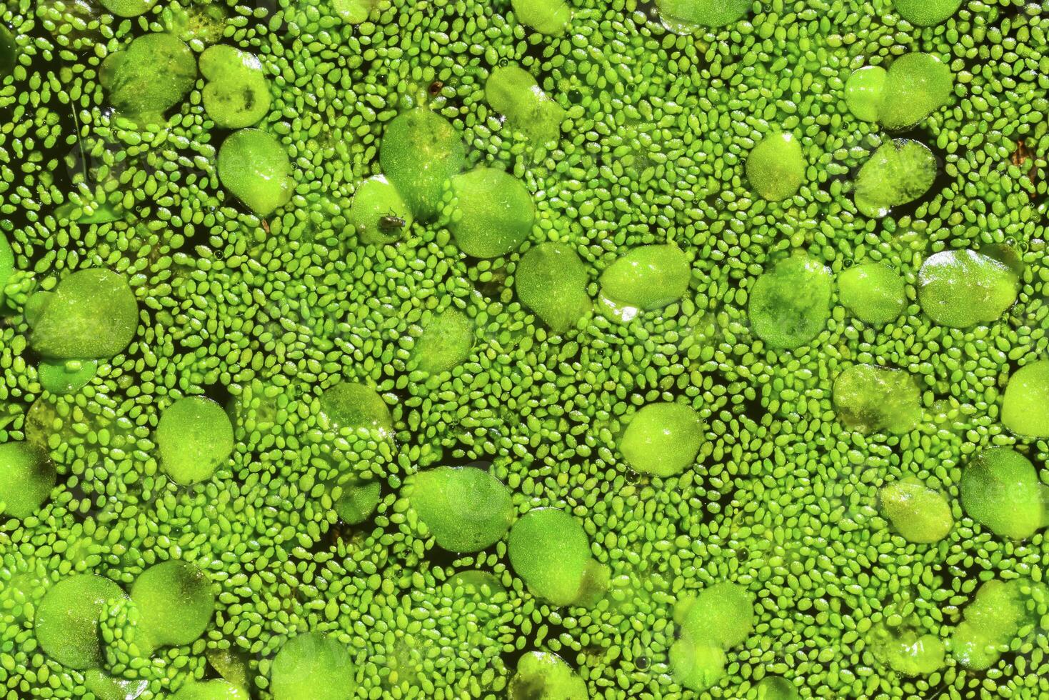 Spotless watermeal, rootless duckweed Wolffia arrhiza and duckweed Lemna turionifera in a stagnant freshwater pond photo