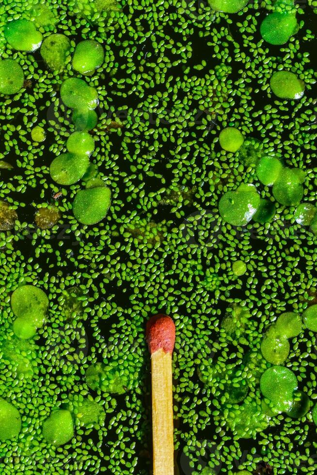 Match for scale, Spotless watermeal, rootless duckweed Wolffia arrhiza and duckweed Lemna turionifera in a stagnant freshwater pond photo